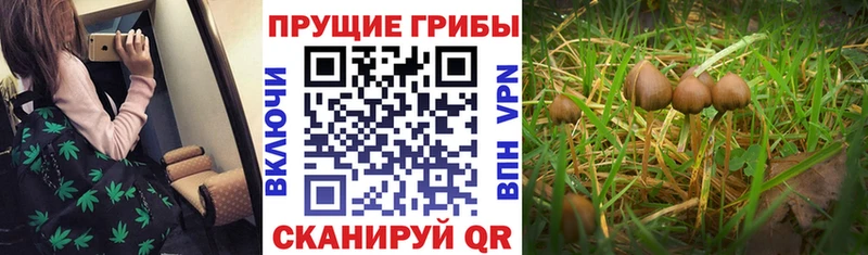 Купить  Новошахтинск  Псилоцибиновые грибы GOLDEN TEACHER 